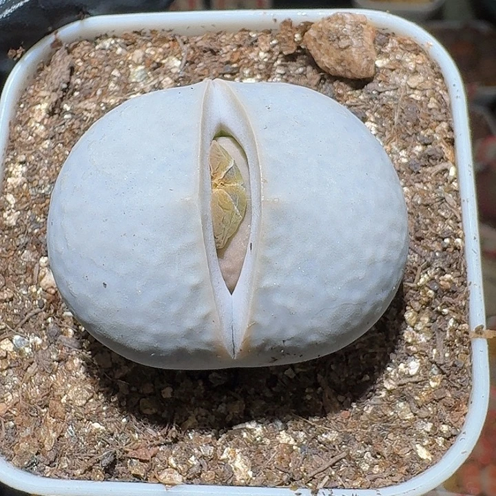 高尔夫球2/：。紫折。 577号。