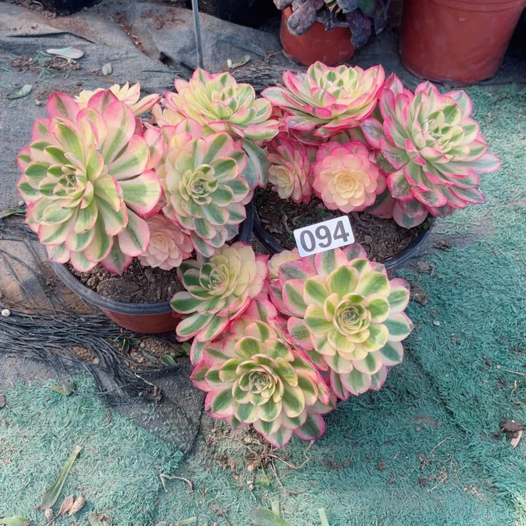 094三颗多肉法师