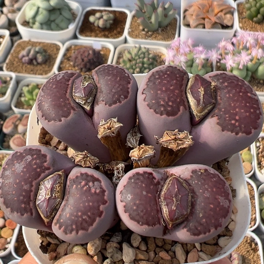 214多肉植物百科植物