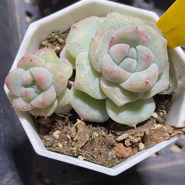 多肉植物如梦令石化872