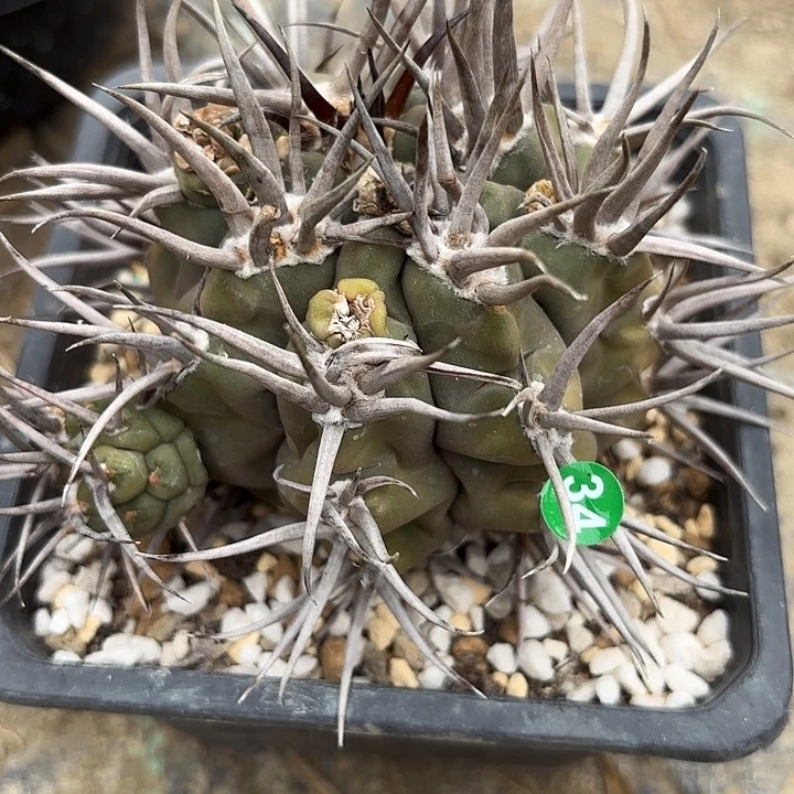 金***虹袖蒲苗接落地仙人球34