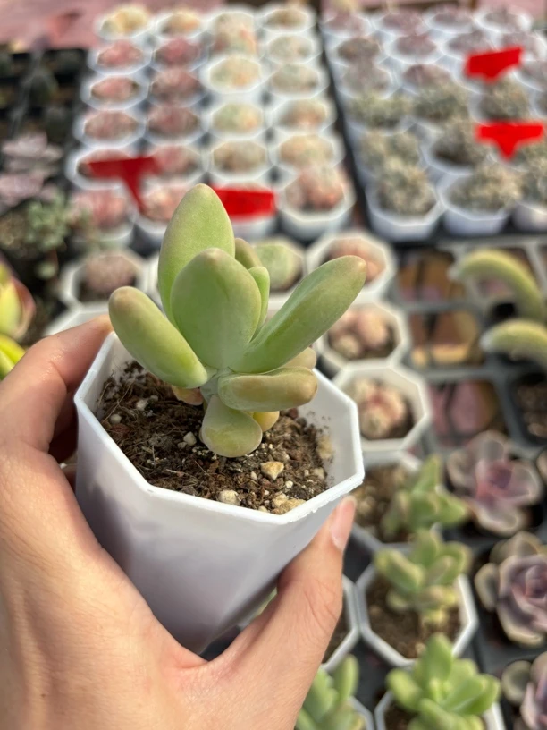 满9.9米包邮芒果奶多肉植物