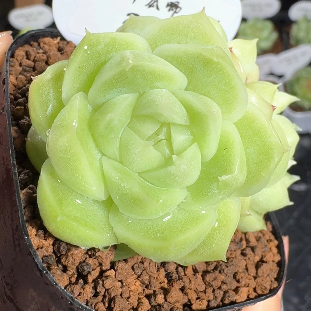 0621-50-梨花白不包整