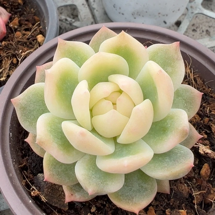 霜花锦一物一拍锦龙