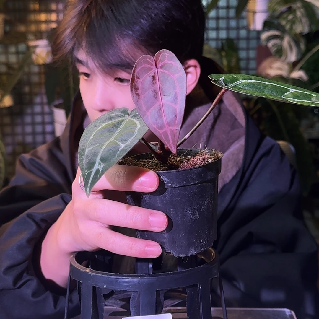 不开花植物H266绝绝紫杂米歇尔