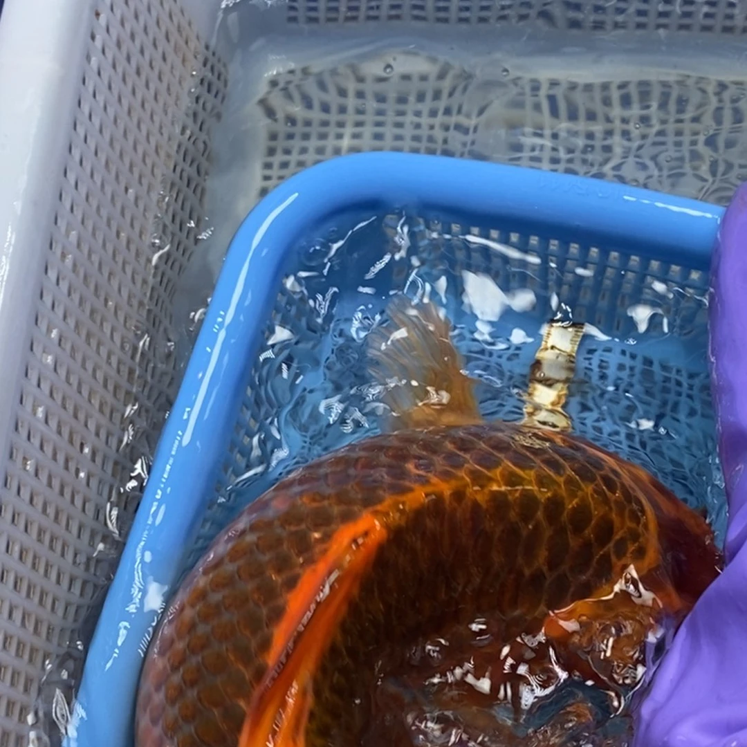 锦鲤冷水锦鲤包邮