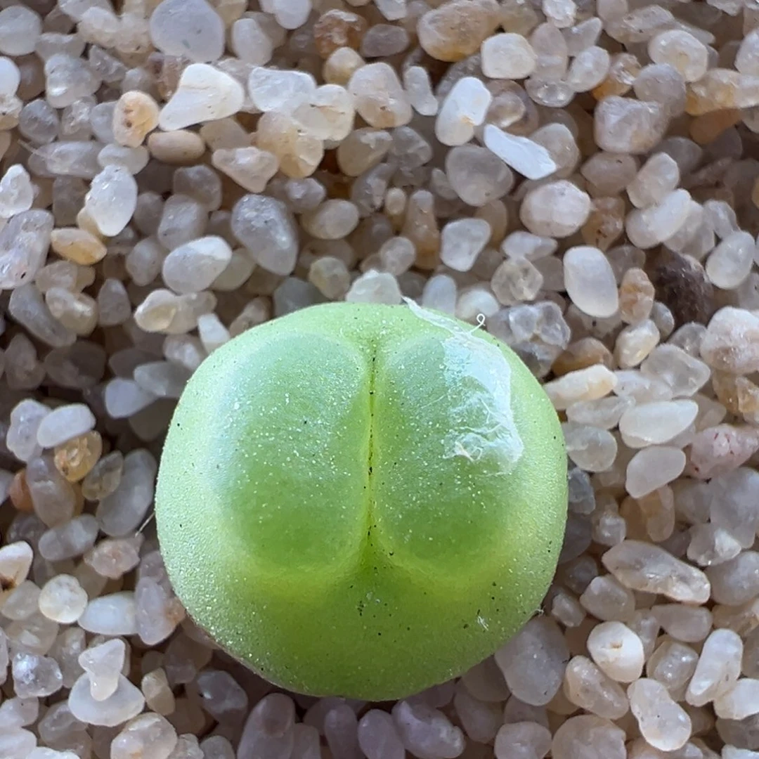 156优选1200拉登一颗