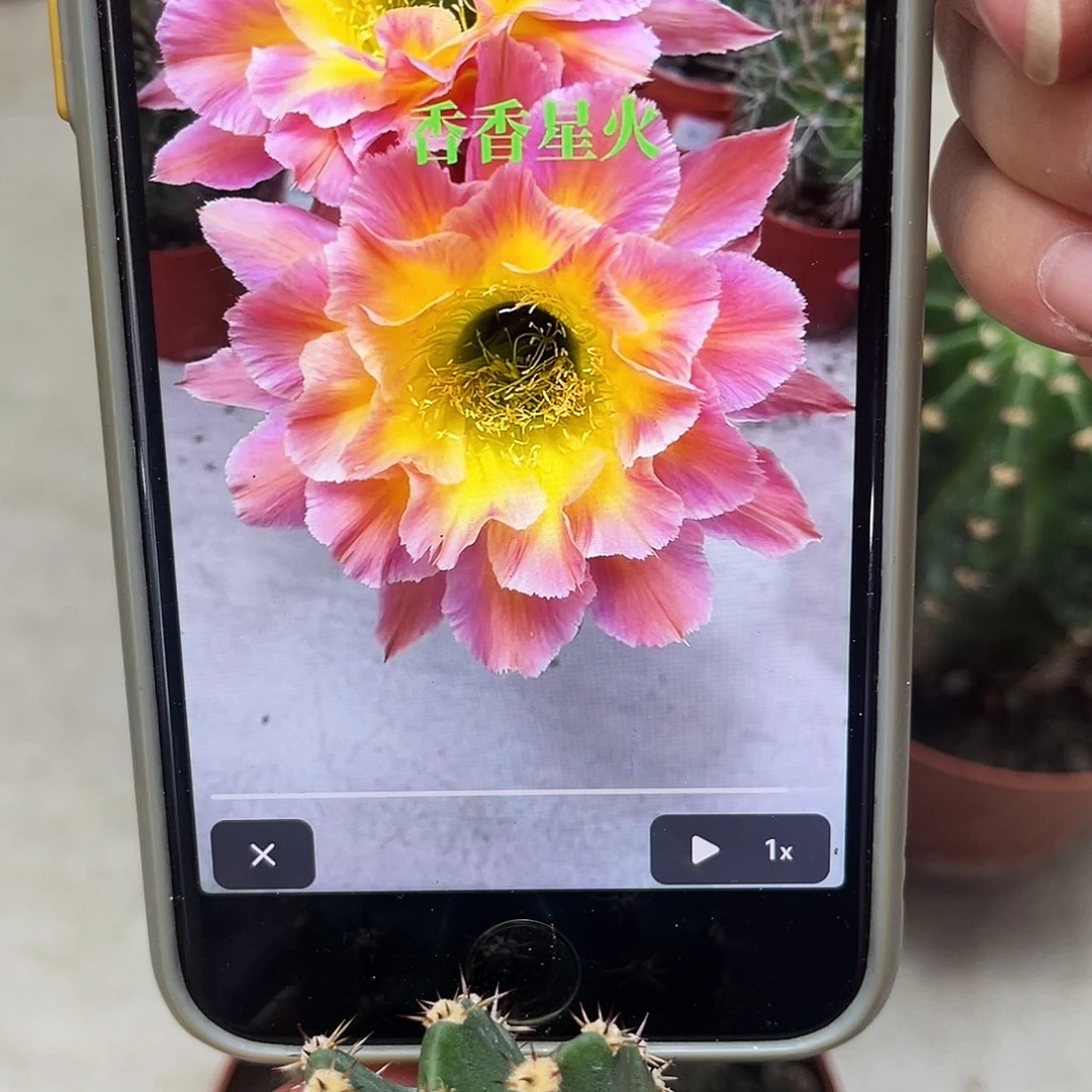 彩草星火侧芽4公分左右
