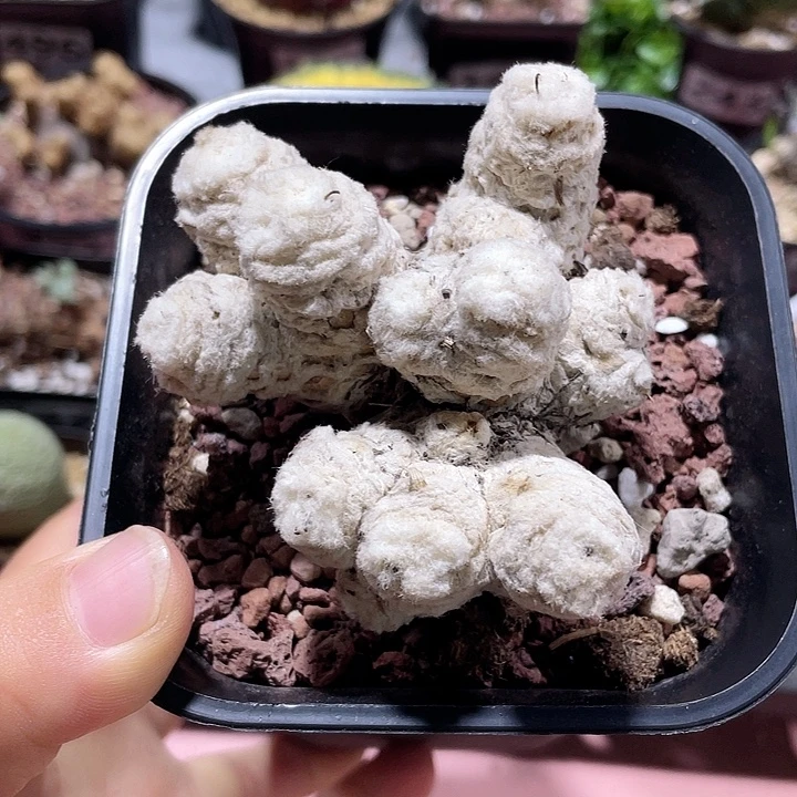702刨花角厚墩菊块根