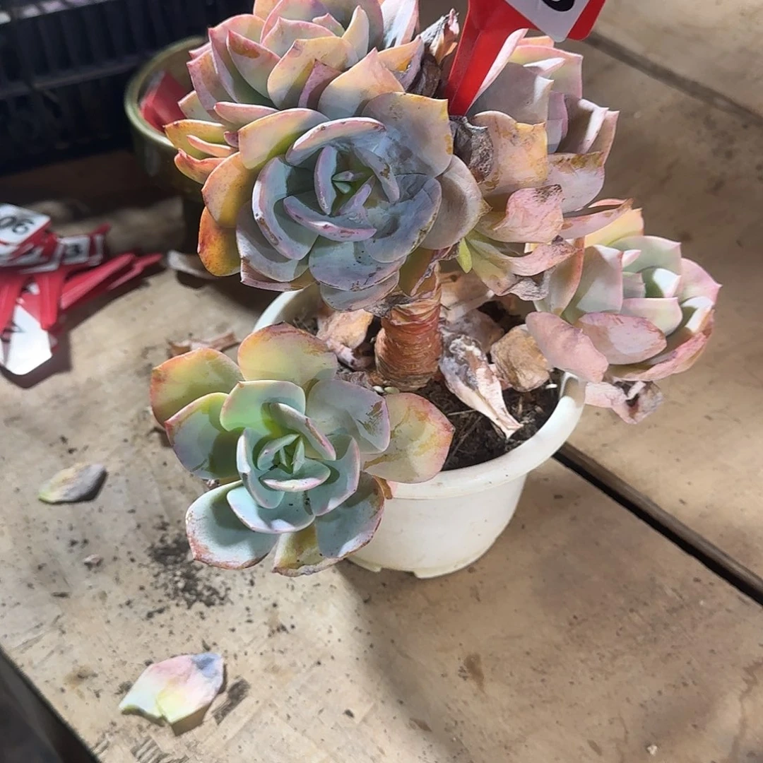 冷***底625白凤123456789