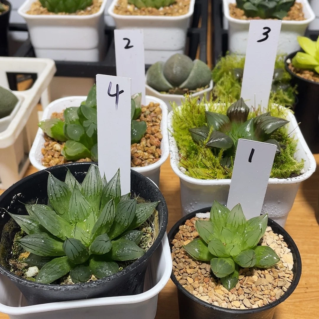 狗***爹直播间1234号四颗多肉