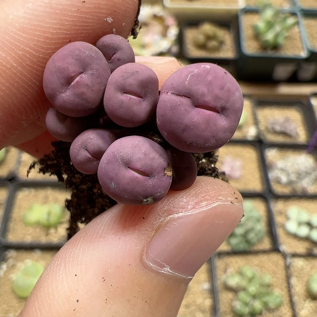 【闪购商品】55 紫脸