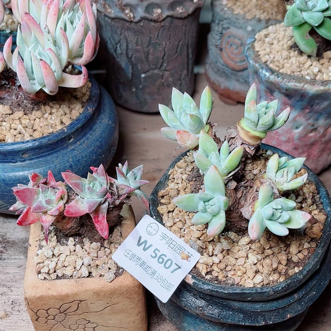 5607两颗仙女杯多肉