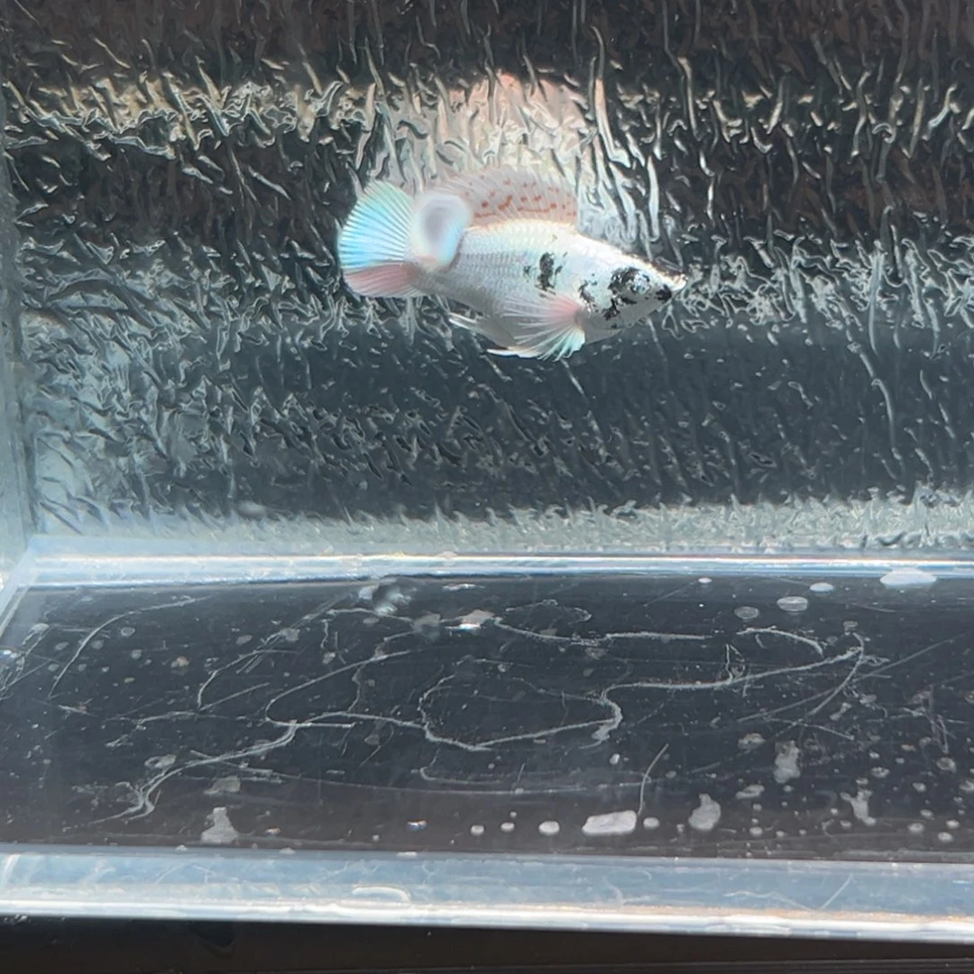 孔雀鱼玛丽鱼一条红头公