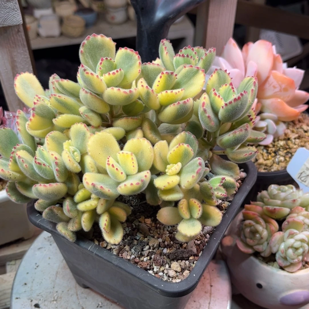 彩虹熊didetajinjinnvnv