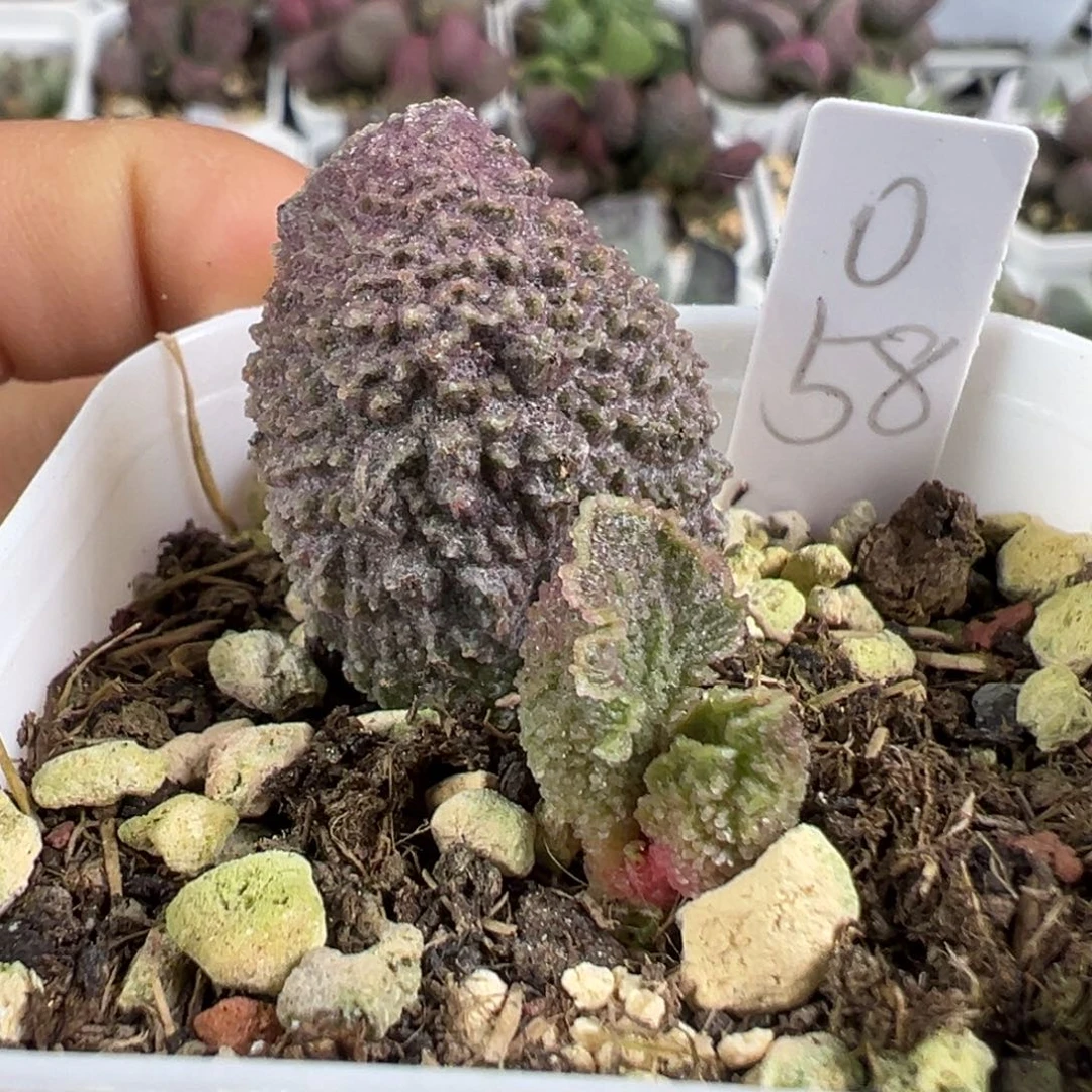 w小刺款实生新品多肉植物