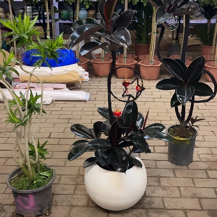 完全开放花陶园艺黑金刚橡皮树