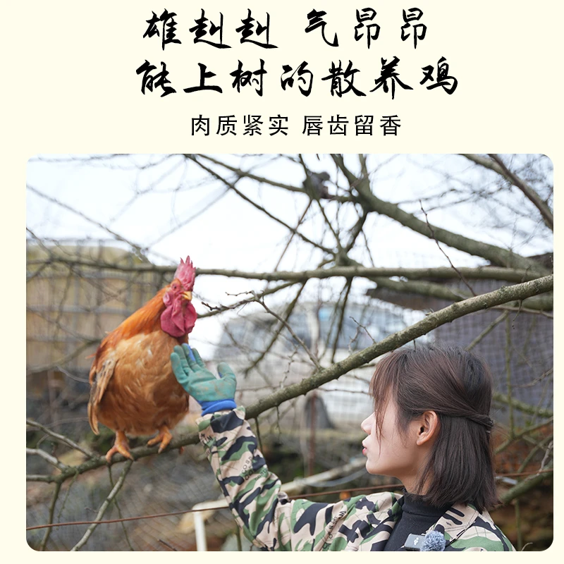 【约5斤882跑山鸡＋3斤老母鸡组合装】贵州农家散养放养鲜鸡肉去内脏