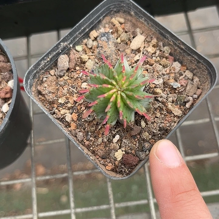 当前无花朵，栽培后可花朵