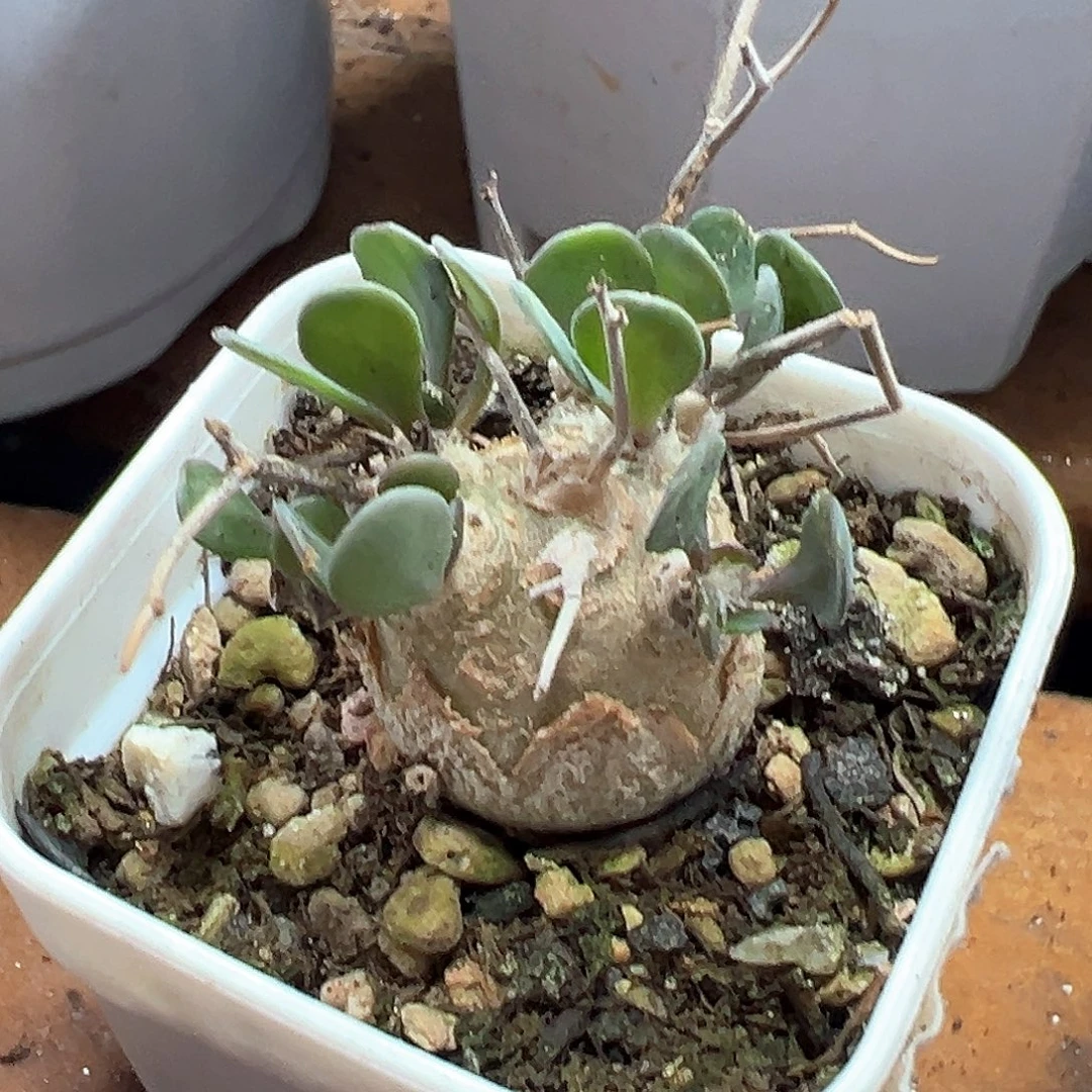 黒傀殿 小方花圃一单包邮非偏远