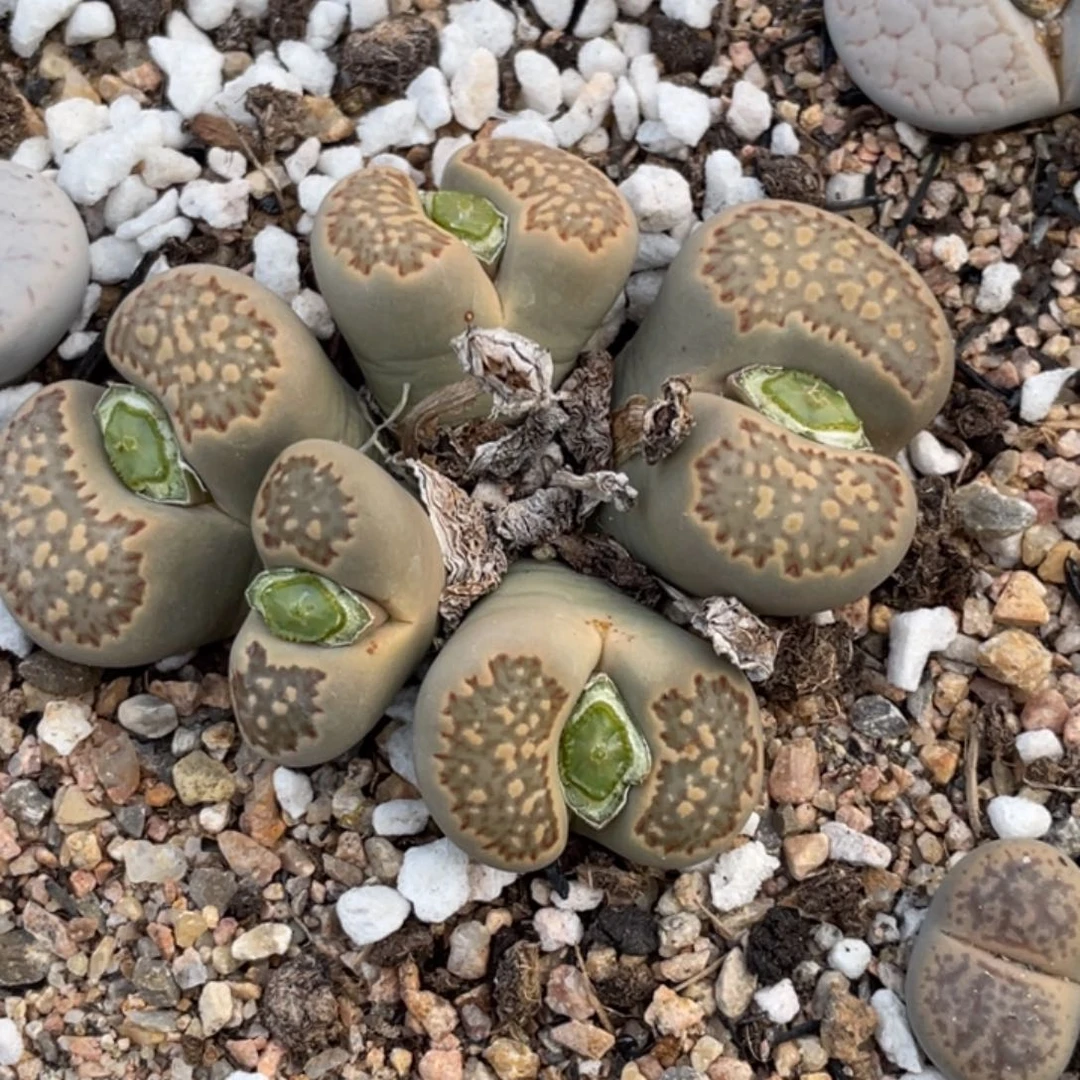 非偏远满20包邮886