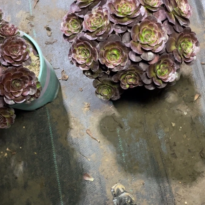29魅金多肉多肉植物多肉