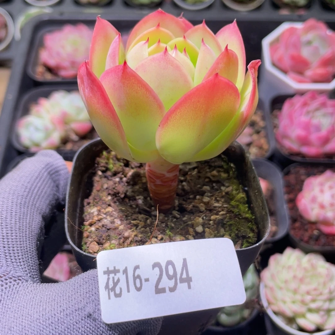 花利美16-294碧桃