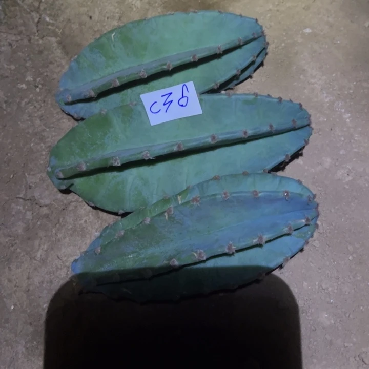 爱***糖C36三个量天尺侧芽15