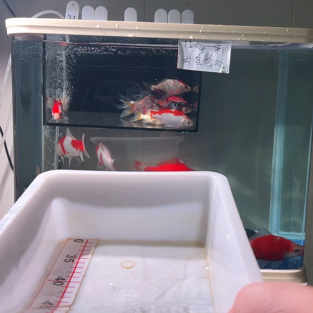 喜***鳞海水观赏鱼福利多多8