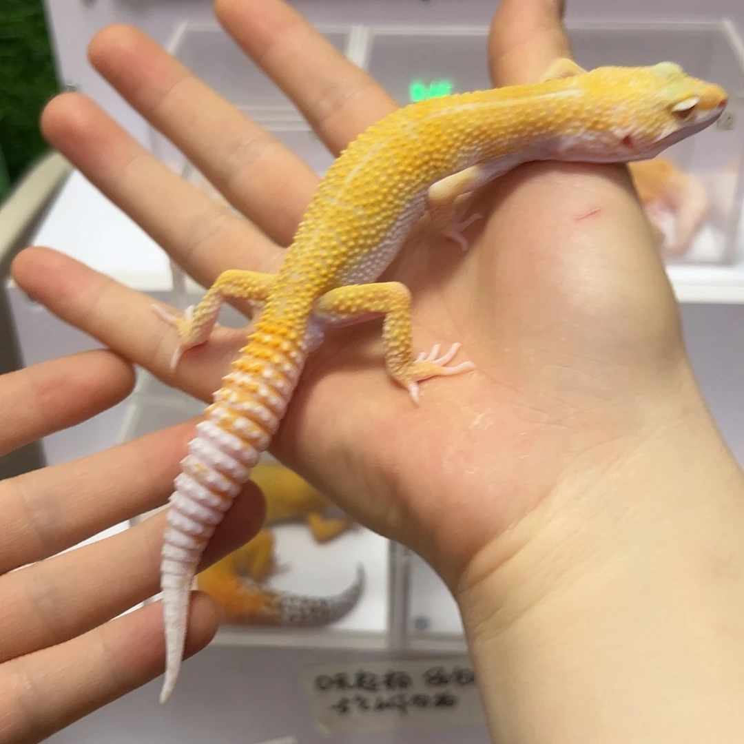 豹纹守宫豹纹守宫