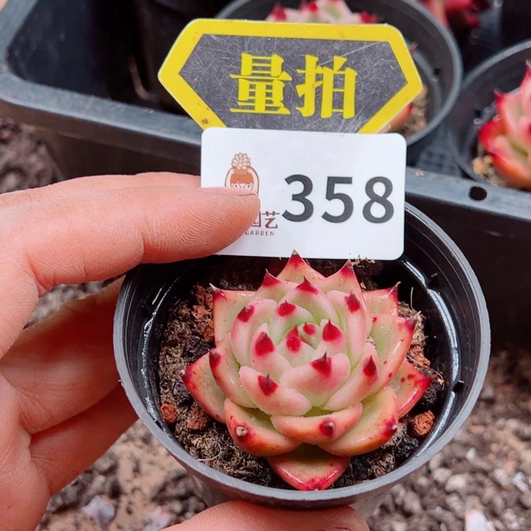 当前无花朵，栽培后可花朵