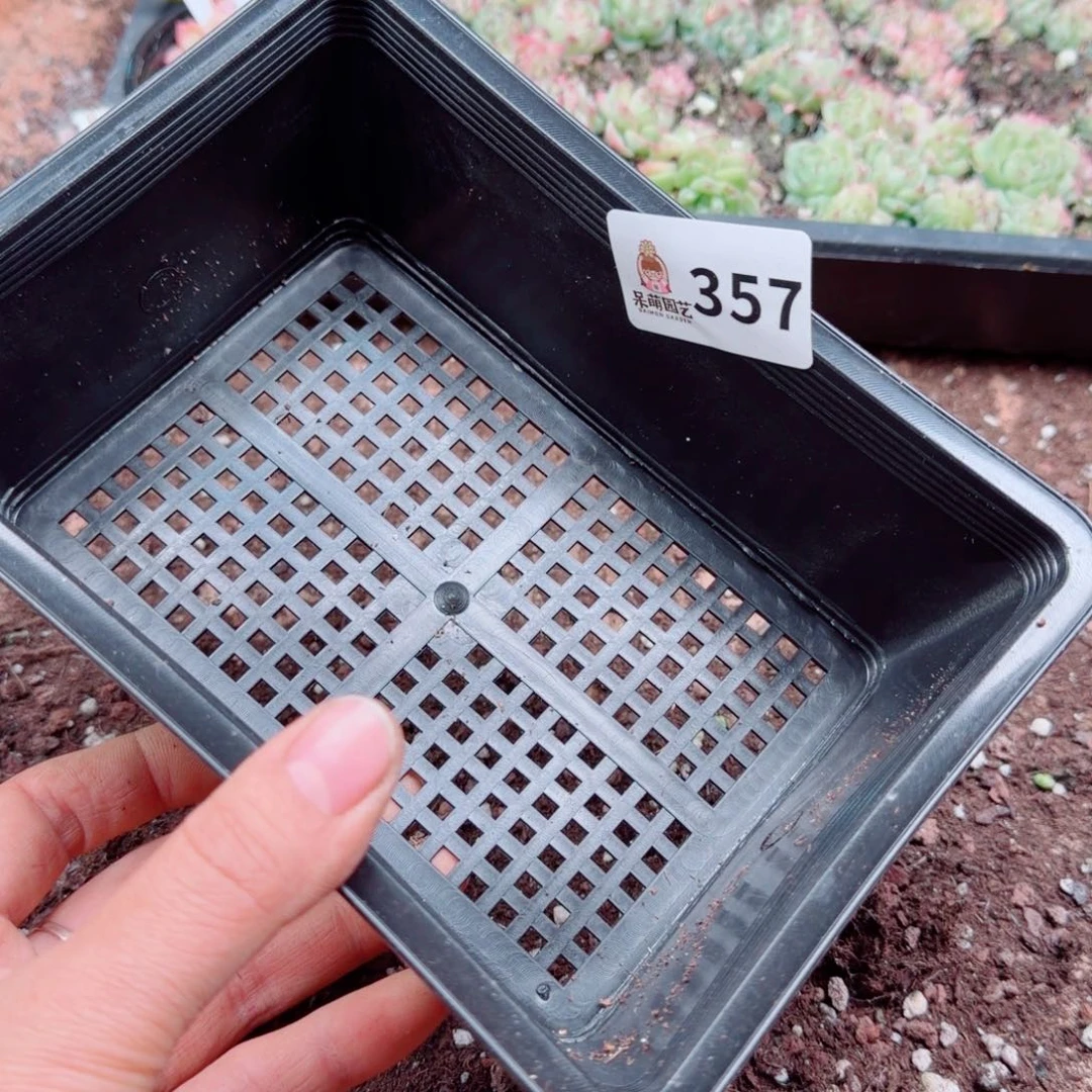 皮***侠多肉植物多肉植物