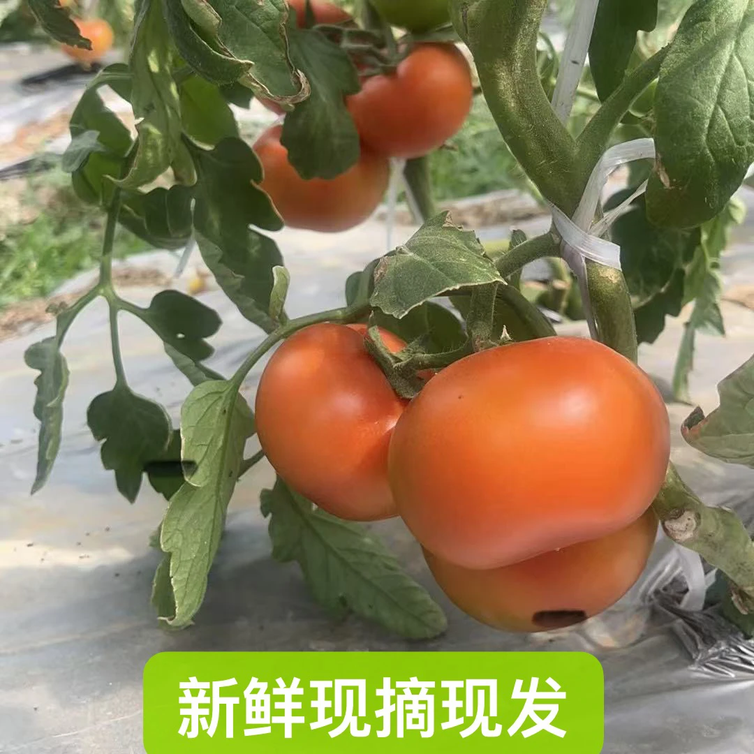湖北新鲜老品种红番茄西红柿番茄农家现摘现发应季蔬菜5斤