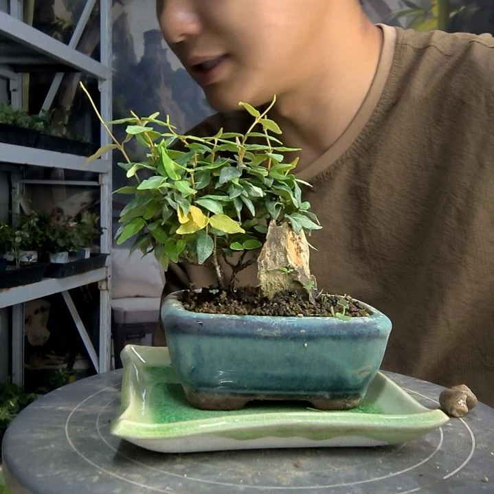 甜***蛋中青园艺一物一拍15