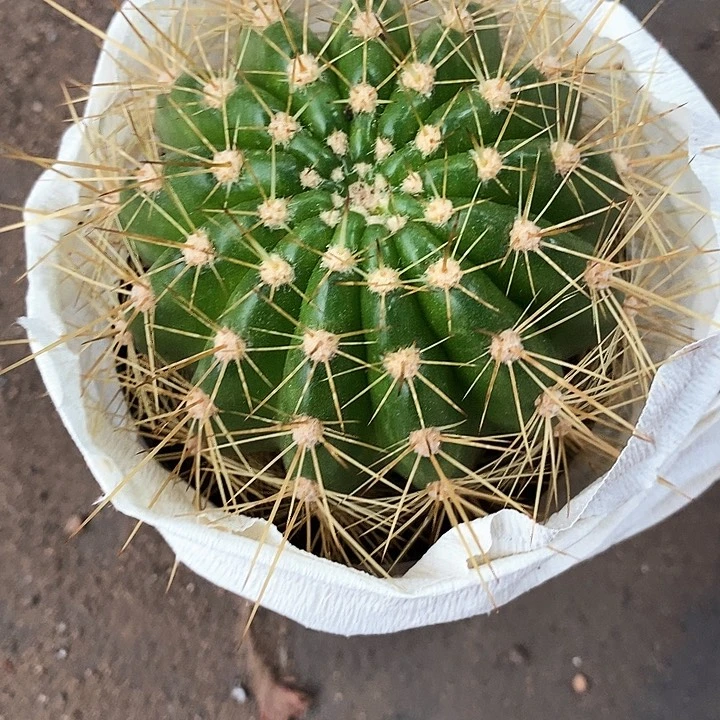 云儿毛花毛花2467777