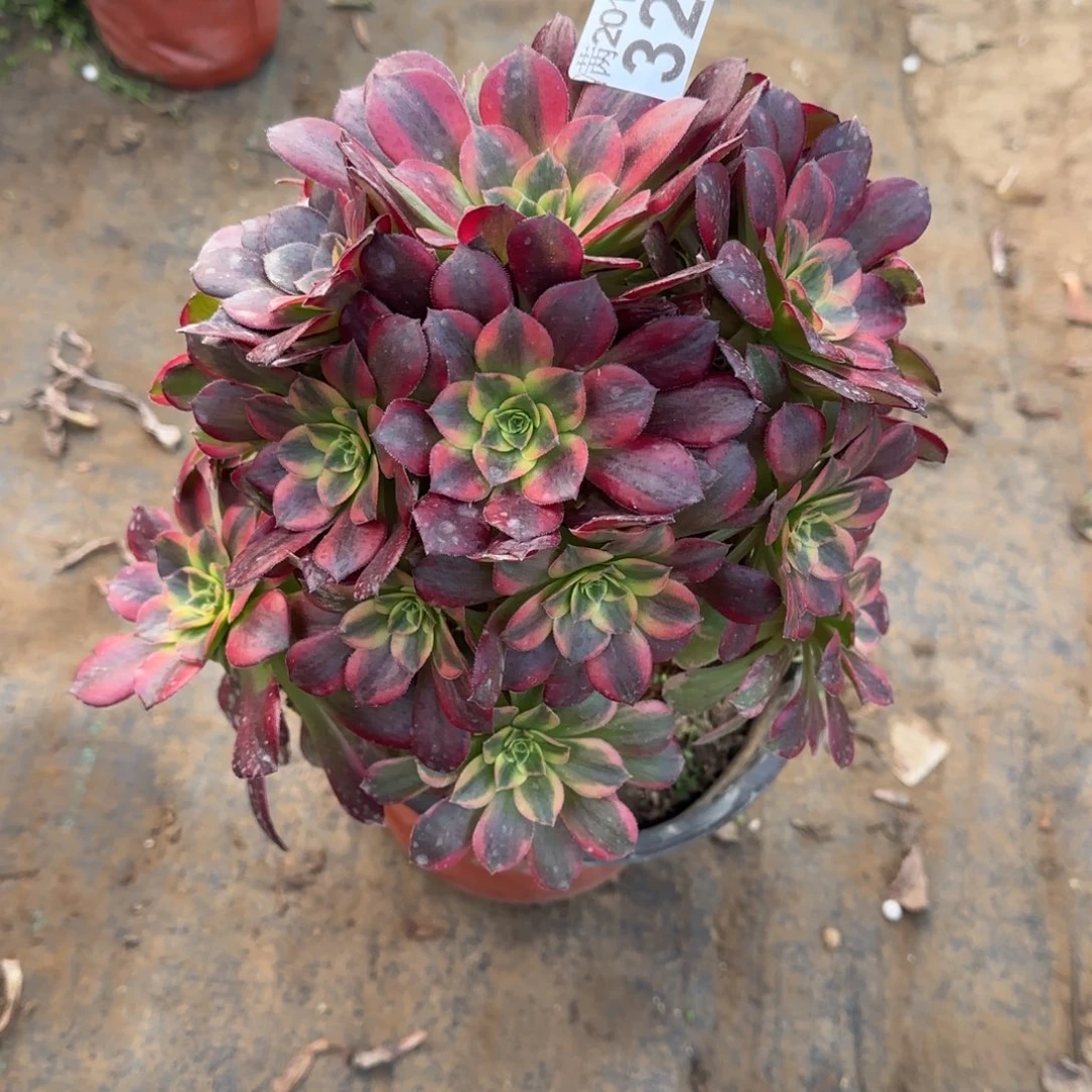 安娜329满20包邮断枝不包