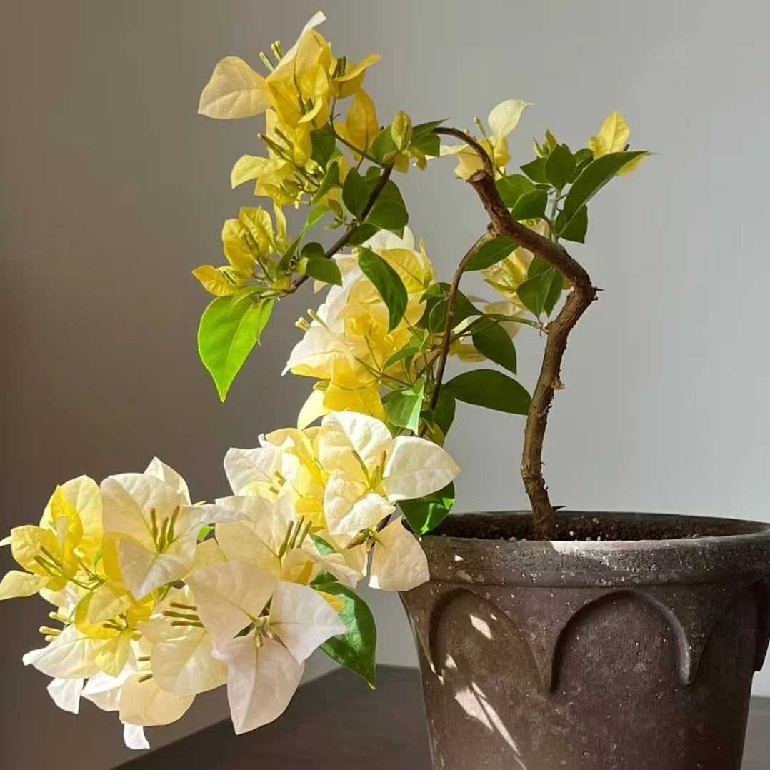 【云社】黄女郎花色渐变三角梅绿樱原盆土发运输掉花叶介意勿拍