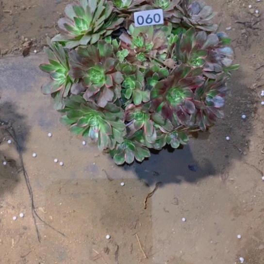无花朵060多肉植物莲花座