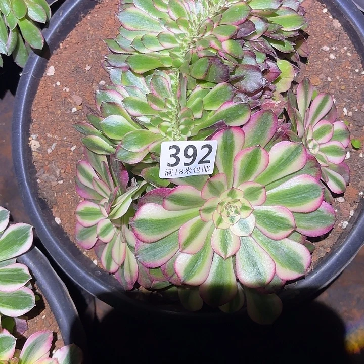 392荔枝缀化掌心多肉法师锦