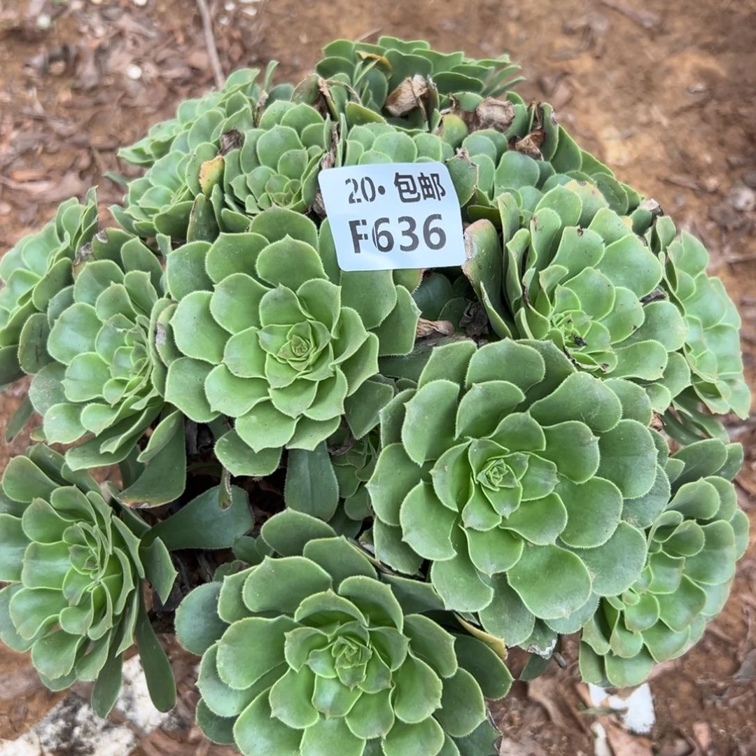 636绿杨蓉，多肉法师