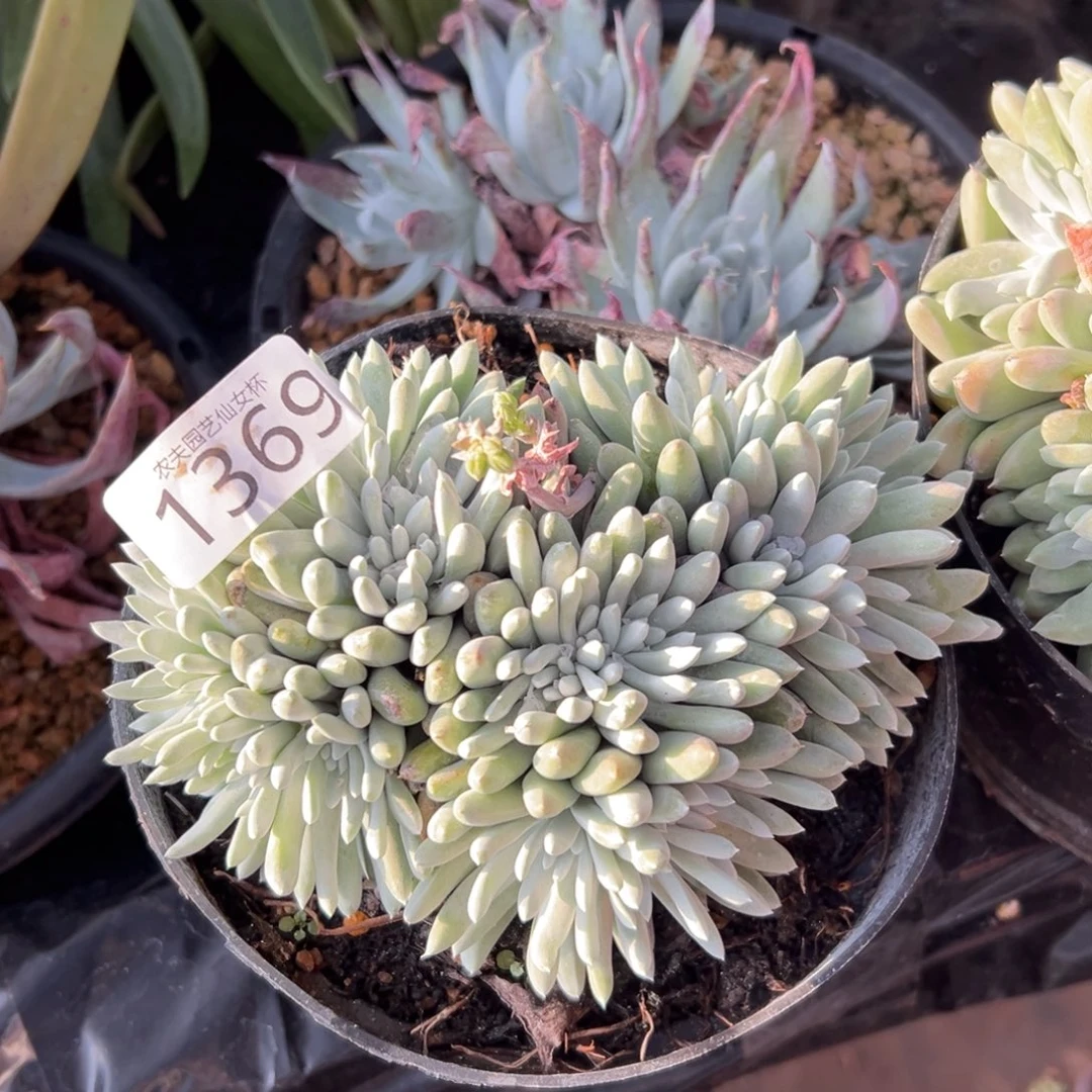 ～*木白姆仙女杯多肉。