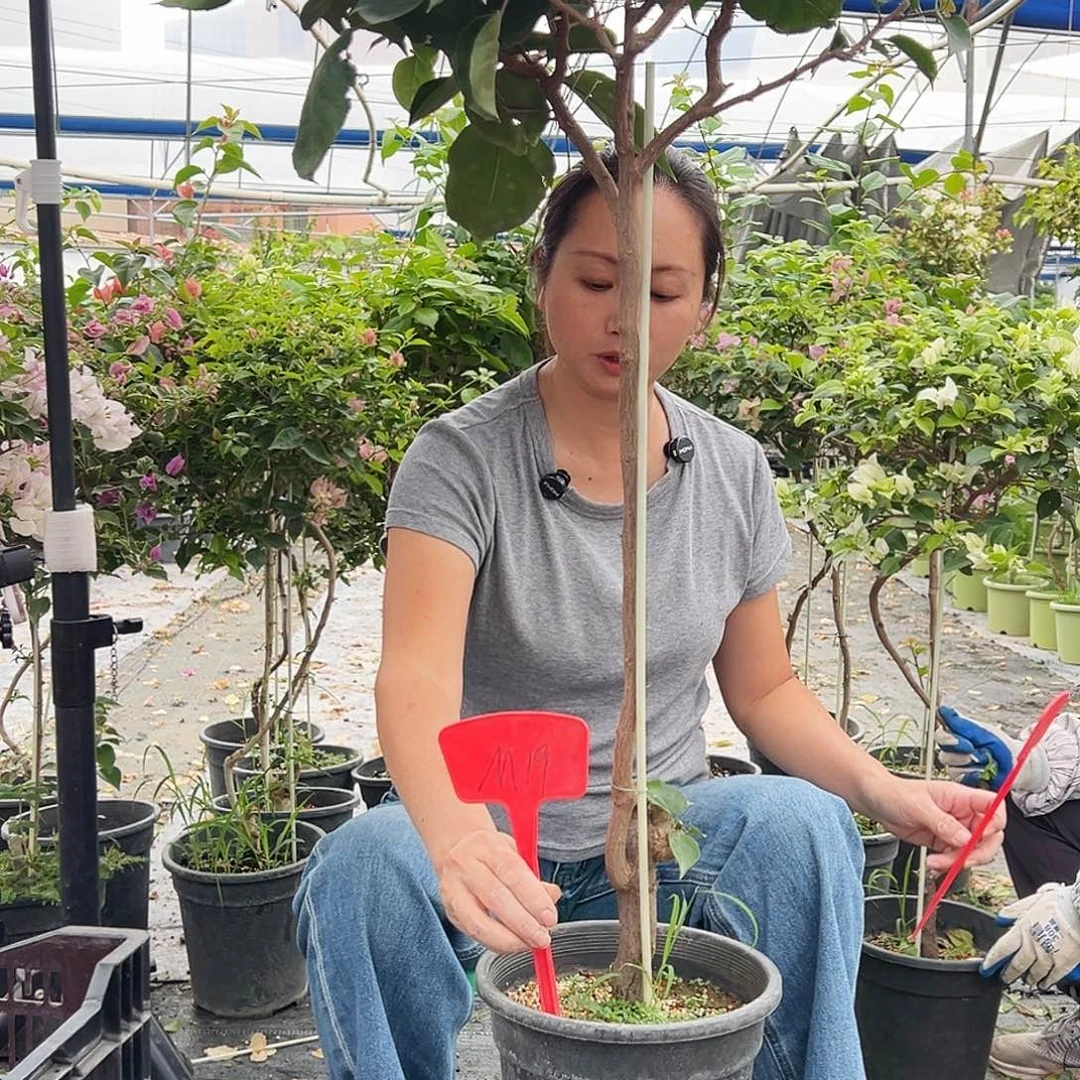 雨***1大部分花苞少量开放M19凤凰