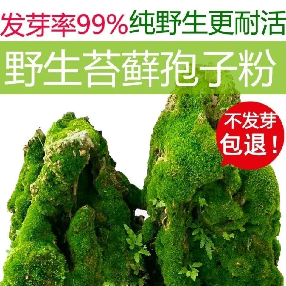 优选种子苔藓微景观孢子吸水石种植上水石盆景铺面青苔保湿水景草