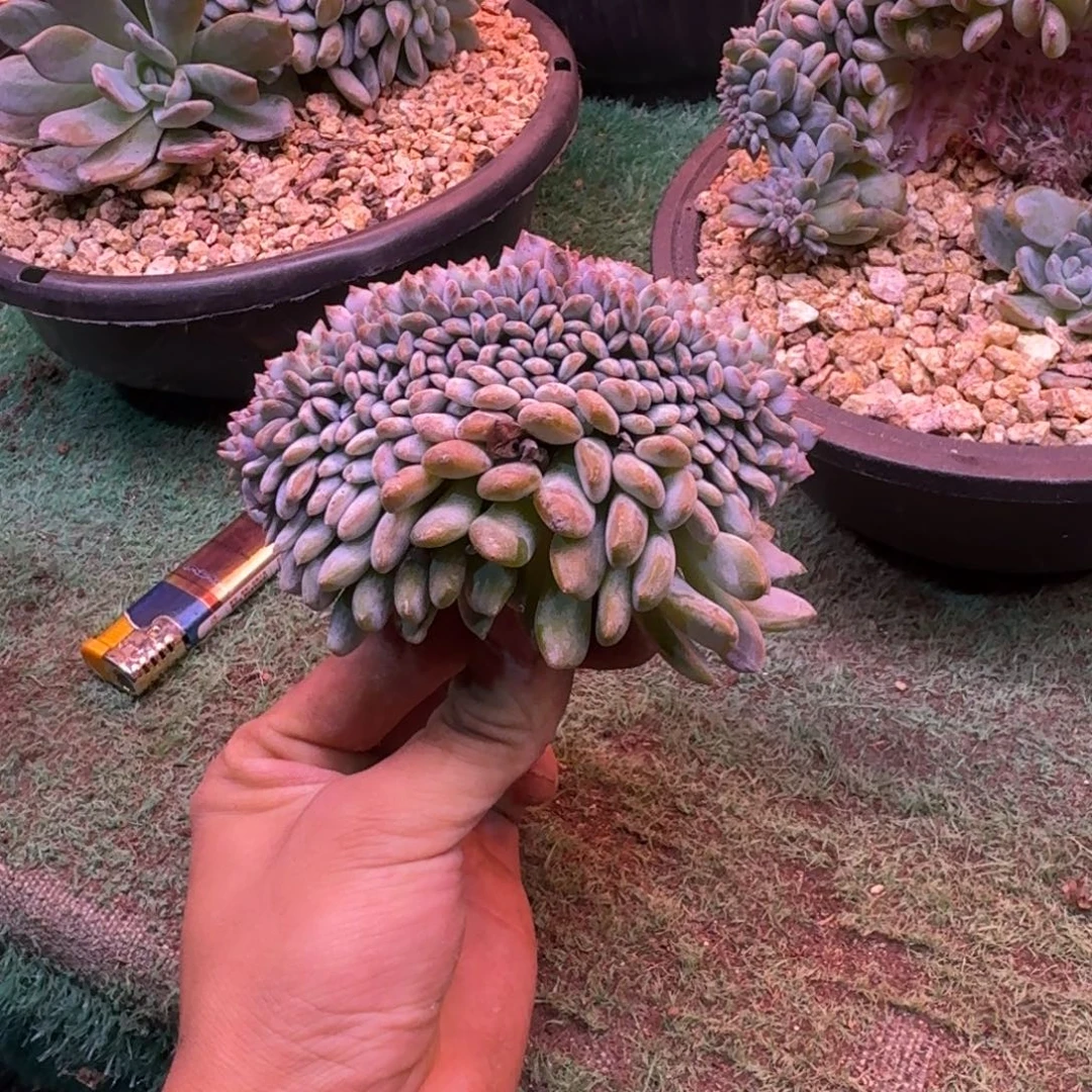 星影树缀无砍多肉