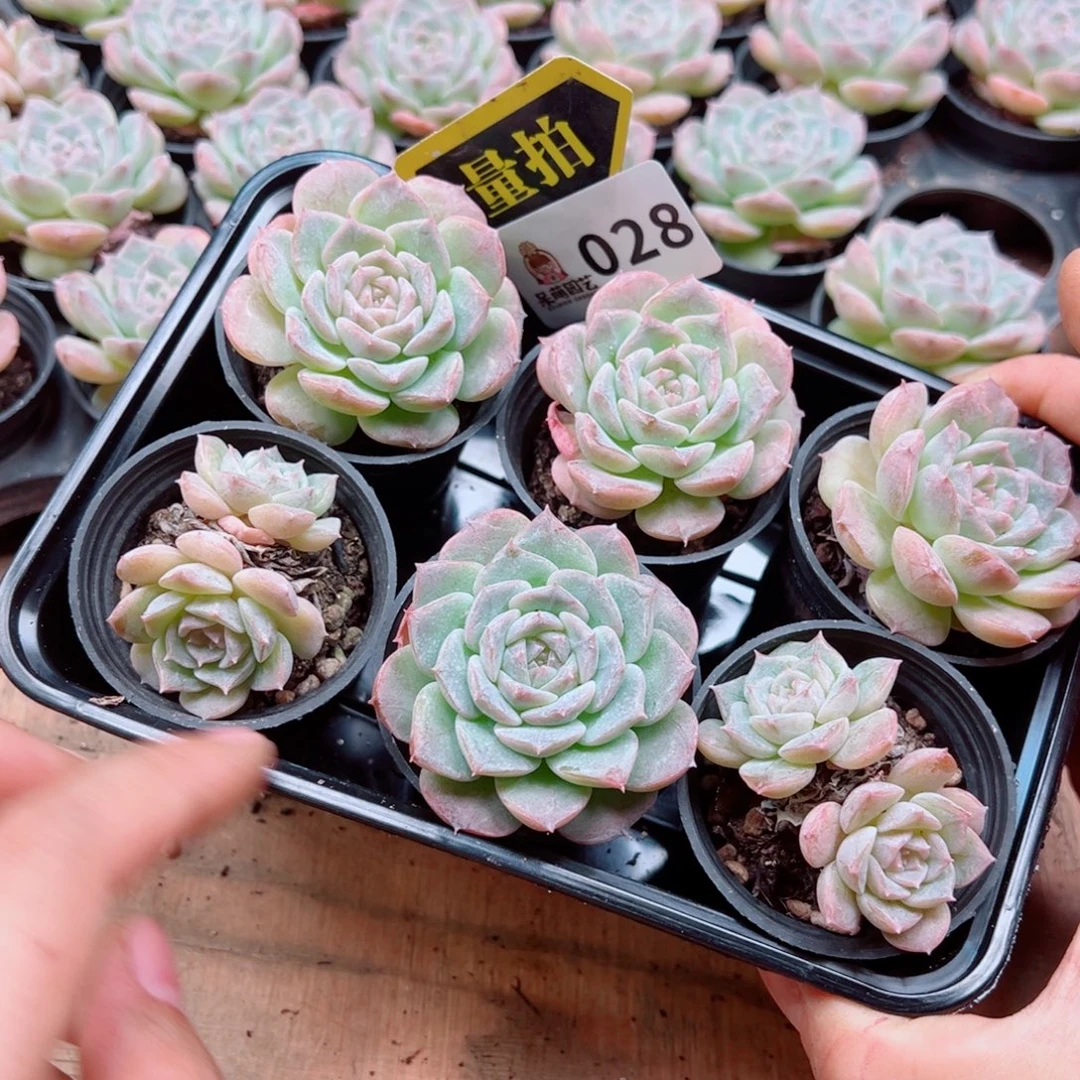 多肉植物多肉植物