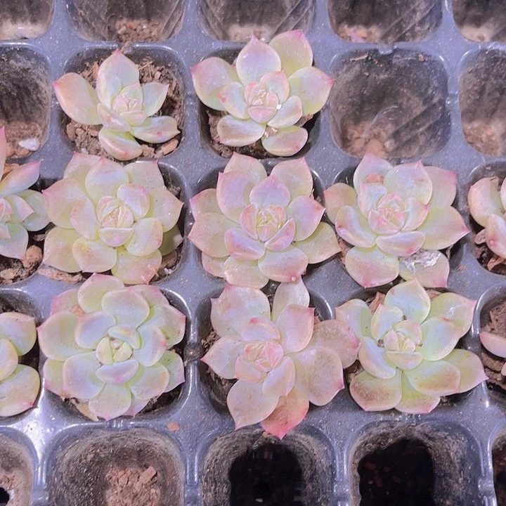 精品红琥珀一单三颗不售后