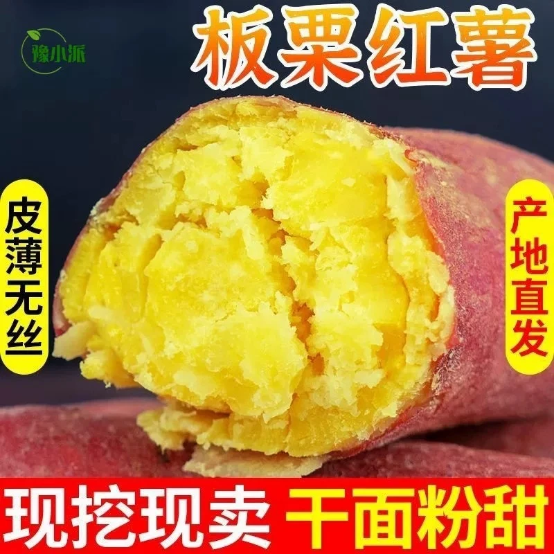 【香甜软糯】板栗红薯陕西大荔沙地新鲜现挖粉糯甘甜农家黄心山芋