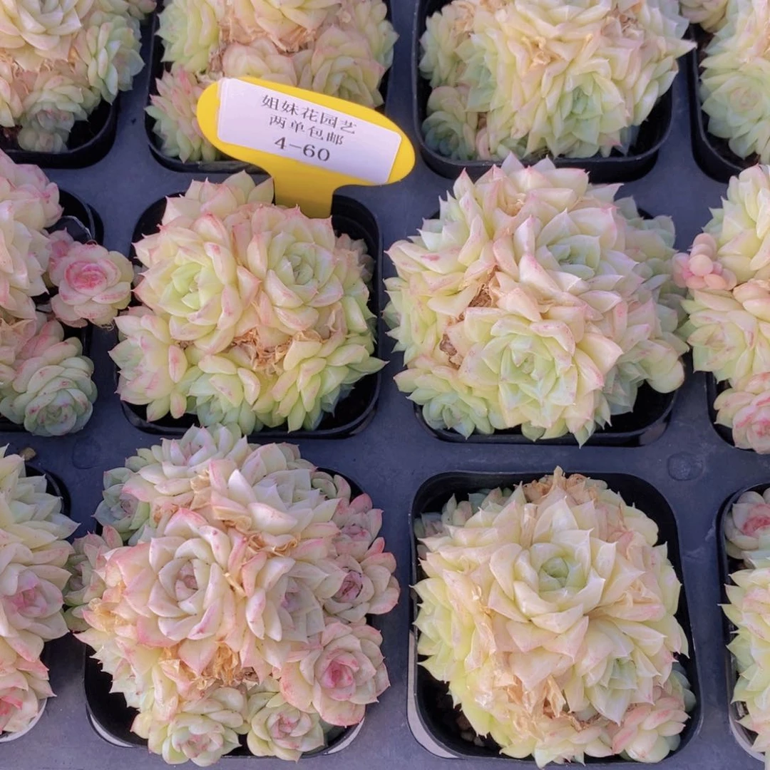 4-60-M白天鹅麦秆群两个