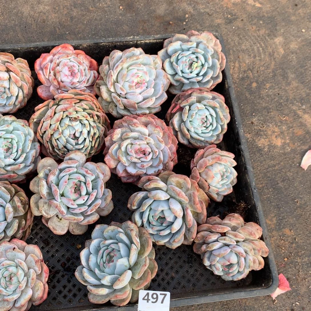 497号新疆西藏内蒙古不包邮的