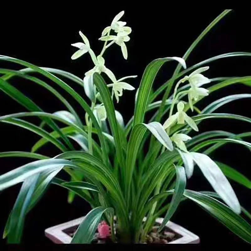 老种四季建兰(金丝马尾）四季开花清香好养室内阳台绿植兰花盆栽